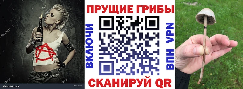 где можно купить   Ахтырский  Псилоцибиновые грибы Psilocybe 